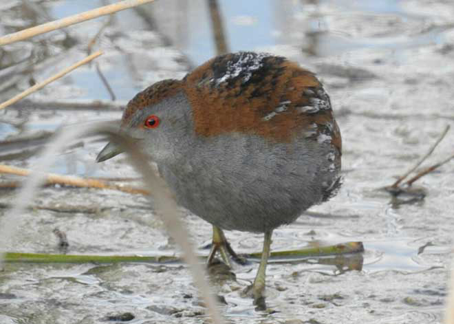 Una polluela chica en el Tancat de Mília, en abril de 2016 (foto: Pedro Marín).